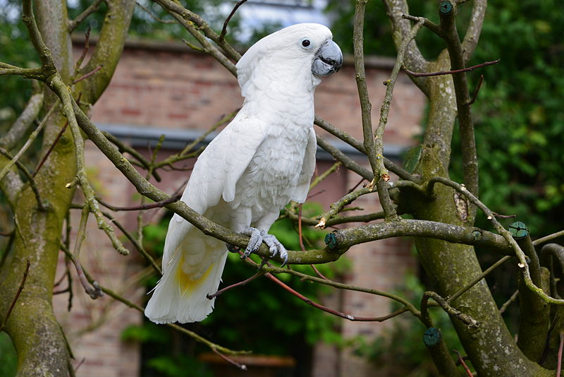 File:Cacatua alba -Pairi Daiza, Hainaut, Belgium-8a (2).jpg