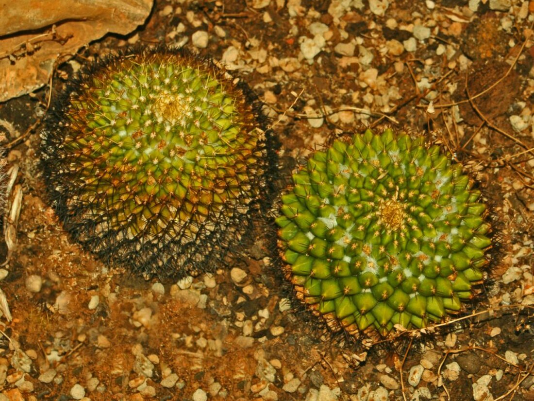 Mammillaria marksiana