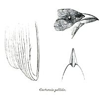 Illustration of a woodpecker finch CactornisPallidaPZSL1870.jpg