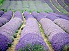 Cadwell Farm - Hitchin Lavender - 21 - geograph.org.uk - 890006.jpg