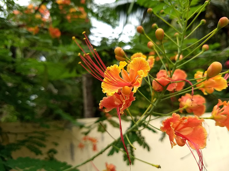 File:Caesalpinia pulcherrima, Pride of Barbados, Settimandaram.jpeg