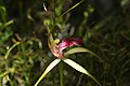 Caladenia ambusta