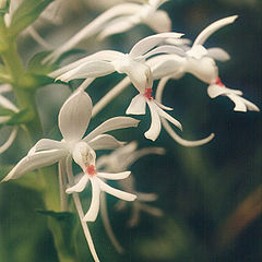 白鶴蘭 Calanthe triplicata