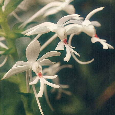 Tập_tin:Calanthe-triplicata.jpg