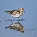 Sharp-tailed Sandpiper (Calidris acuminata), Sydney Olympic Park, New South Wales, Australia