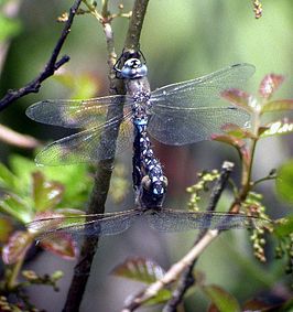 Rhionaeschna californica