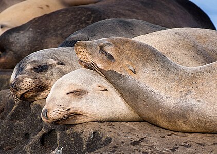 California sea lion nap time in La Jolla (70474)