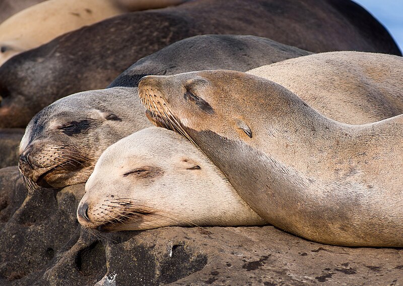 File:California sea lion nap time in La Jolla (70474).jpg