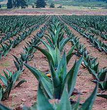 A field of maguey