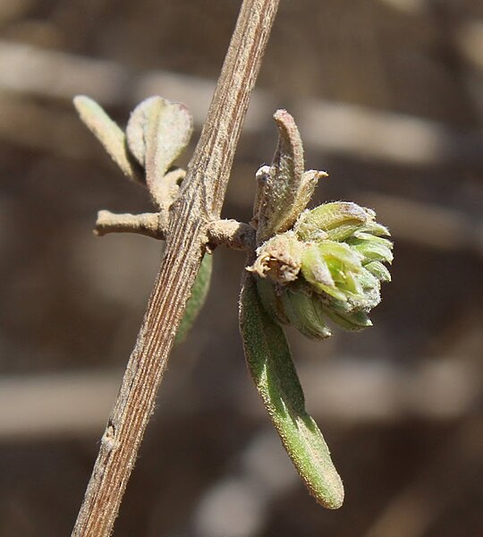 File:Camptocarpus crassifolius.jpg