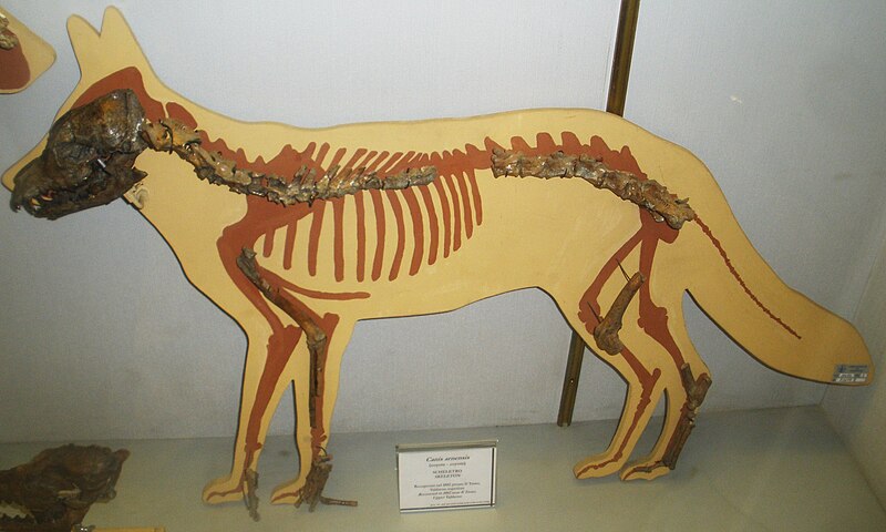 File:Canis arnensis 4.JPG