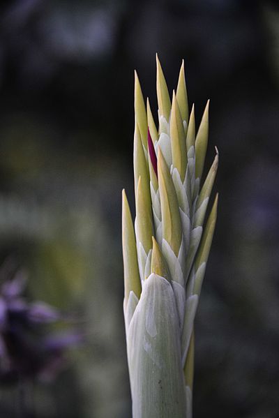 File:Canna Lily, Ethiopia (10133752306).jpg