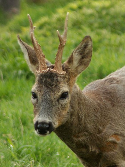 Фото дикой козы. Европейская косуля (capreolus capreolus). Косуля Сибирская. Сибирская косуля capreolus pygargus. Европейская косуля самец.