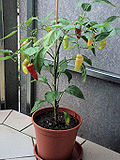 Vignette pour Capsicum baccatum