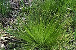 Thumbnail for Carex onoei