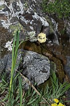 Carex spectabilis