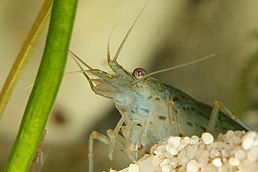 Caridina multidentata