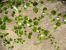 Foliage of the small-leaved "ovata" type Carissa ovata leaves.jpg