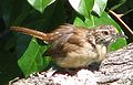 Carolina Wren