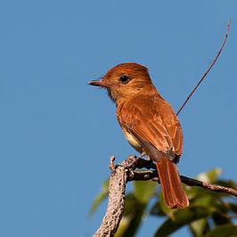 Rosse casiornis