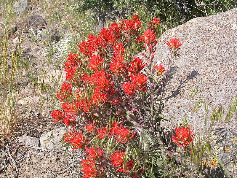 File:Castilleja chromosa (8225429376).jpg