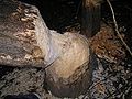 Spadnutý strom, zvalený bobrom, Česko