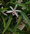 Cattleya lundii flower
