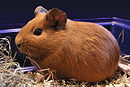 Huiscavia