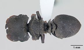 Описание изображения Cephalotes borgmeieri casent0173664 dorsal 1.jpg.