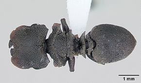 Bildbeschreibung Cephalotes borgmeieri casent0173664 dorsal 1.jpg.