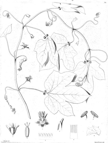 File:Ceratosepalum micranthum Ørsted.png