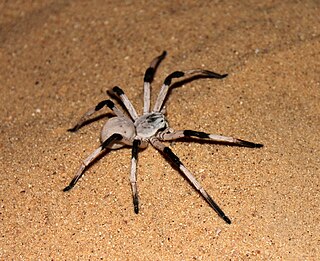 <i>Cerbalus aravaensis</i> Species of spider