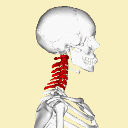 Cervical vertebrae animation small.gif