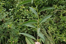 Stem and leaves of C. parqui Cestrum parqui leaf NC1.jpg