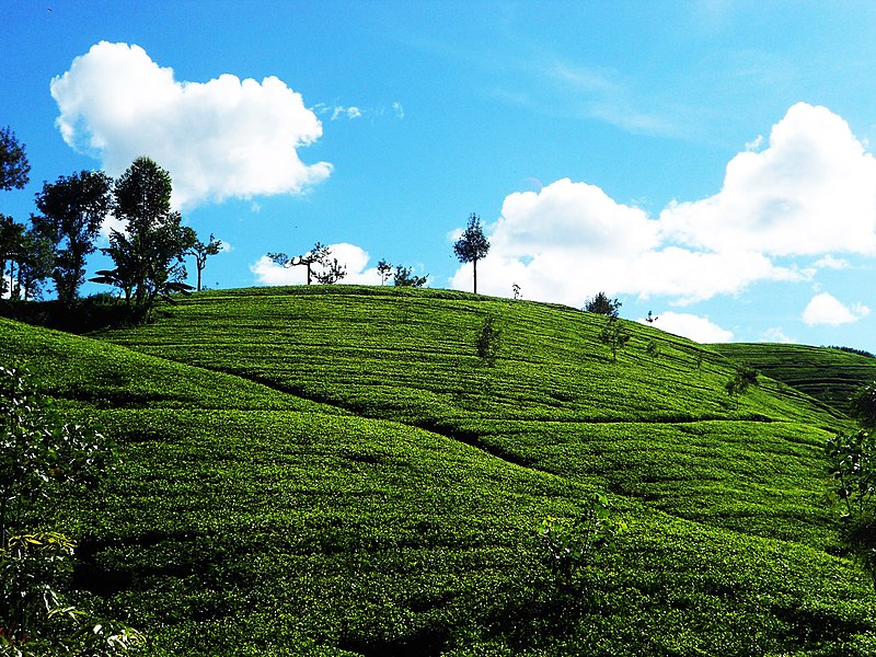 File:Ceylon tea.jpg