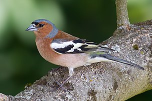 Un pinson des arbres (Fringilla coelebs). (définition réelle 2 085 × 1 390)