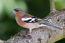 Eurasian chaffinch Wikipedia