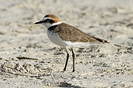 Széki lile (Charadrius alexandrinus)