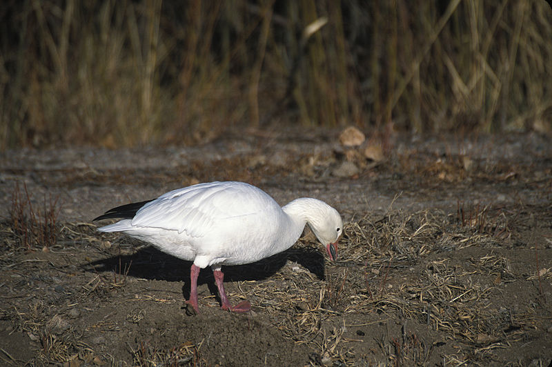 File:Chen caerulescens NBII.jpg