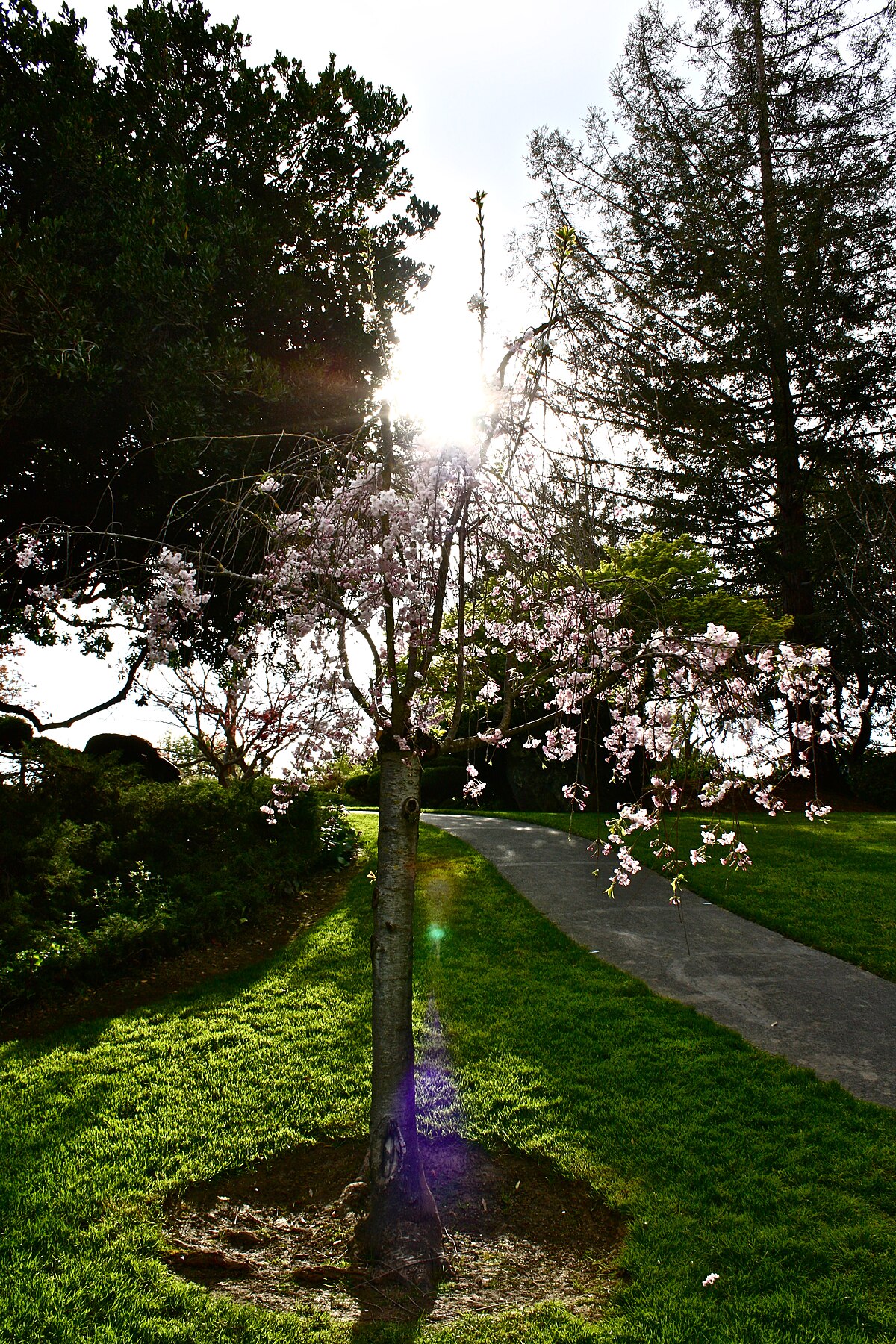 File Cherry Blossom At Japanese Friendship Garden In San Jose Jpg