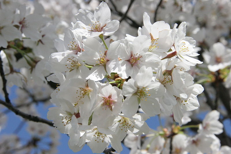 File:Cherry blossoms - Flickr - Al Jazeera English (5).jpg