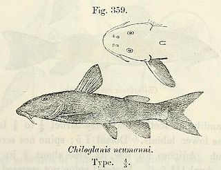 <i>Chiloglanis neumanni</i> Species of fish