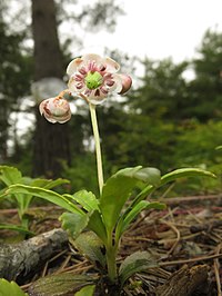 C. umbellata