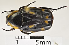 Chlorobapta goerlingi.jpg