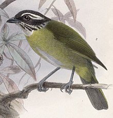 Breibryntanagarsporv, Chlorospingus pileatus Illustrasjon av John Gerrard Keulemans, 1902