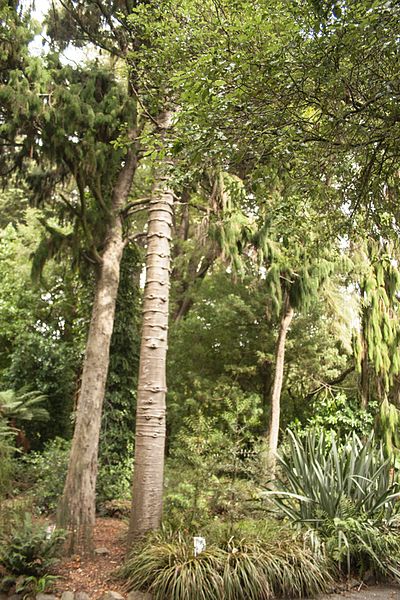 File:Christchurch Botanic Gardens, New Zealand section, detail, 2016-02-04-2.jpg