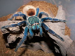 Цей вид тарантули ендемічний на півострові Парагва, у Венесуелі.