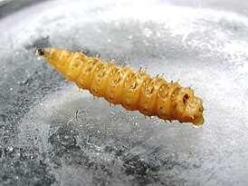 Личинка Chrysomya rufifacies