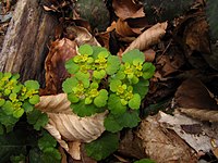 Chrysosplenium alternifolium