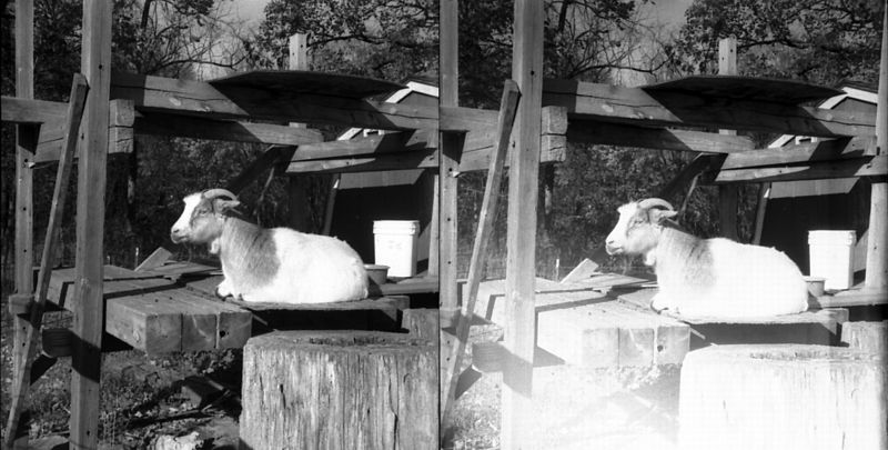 File:Cider Mill Goat (4) (crosseye) (519467377).jpg